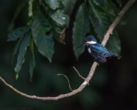 thumb_Amazon Kingfisher f